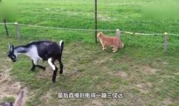 小羊妈妈爆料视频播放全集,揭秘全集精彩瞬间