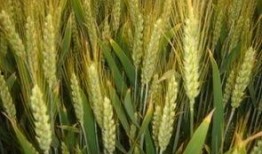 麦子花果爆料怎么做视频,揭秘视频制作全攻略