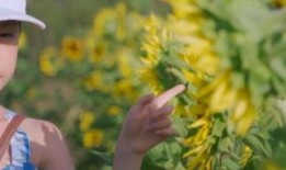 业火的向日葵在线观看,揭秘业火背后的故事与魅力