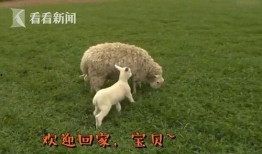 小羊妈妈爆料视频播放全集,揭秘全集精彩瞬间