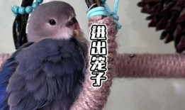 摸鸟视频在线观看,在线观看摸鸟视频，感受鸟类魅力瞬间