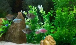 谁爆料热带鱼了视频,热带鱼视频引发热议，真相究竟如何？