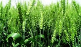 麦子花果爆料怎么做视频,揭秘视频制作全攻略