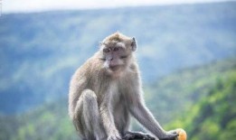 猴子最新爆料,猴子最新爆料，带你走进娱乐圈的幕后真相