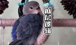 摸鸟视频在线观看,在线观看摸鸟视频，感受鸟类魅力瞬间