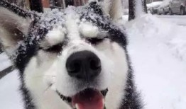 爆料舞帝二哈视频,笑料百出，网友直呼“太欢乐”