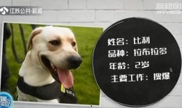 听犬爆料视频