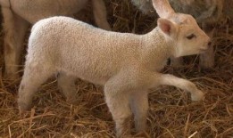 小羊妈妈爆料视频播放全集,揭秘全集精彩瞬间