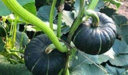 网红吃的小圆瓜是哪种,揭秘网络热传的神秘美食