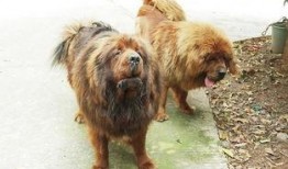 网友爆料藏獒图片搞笑视频