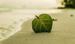 麦子花果爆料怎么做视频,揭秘视频制作全攻略