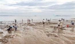 海南赶海爆料事件视频播放,视频揭示海滩奇观与生态挑战