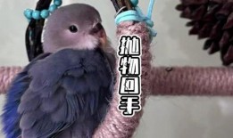 摸鸟视频在线观看,在线观看摸鸟视频，感受鸟类魅力瞬间