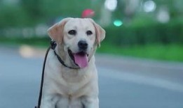 警犬巴达在线观看,忠诚守护，在线见证正义瞬间