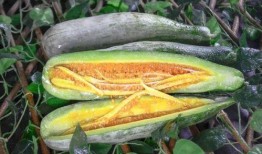 网红最近吃的瓜,揭秘网红们的饮食秘密与幕后故事