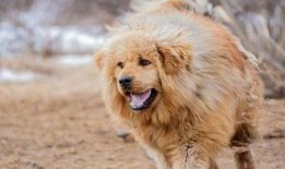 网友爆料藏獒图片搞笑视频