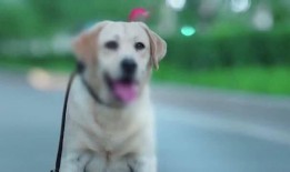 警犬巴达在线观看,忠诚守护，在线见证正义瞬间