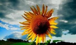 业火的向日葵在线观看,揭秘业火背后的故事与魅力