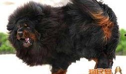 网友爆料藏獒图片搞笑视频